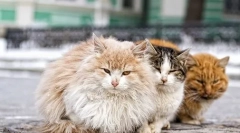 Як досягти кота в грубі руки